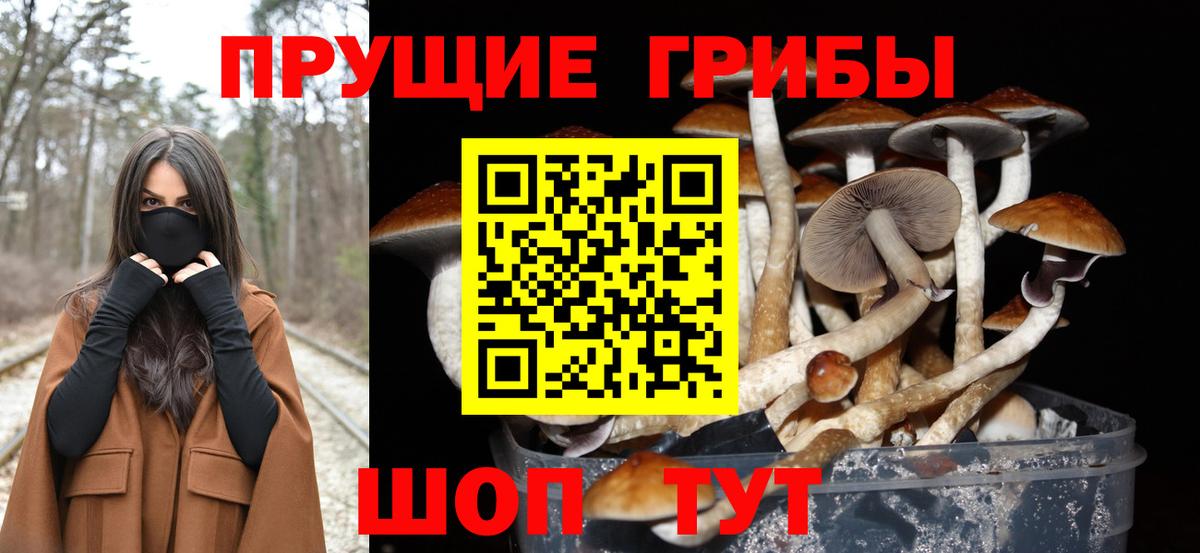 Галлюциногенные грибы Psilocybine cubensis Новоалександровск